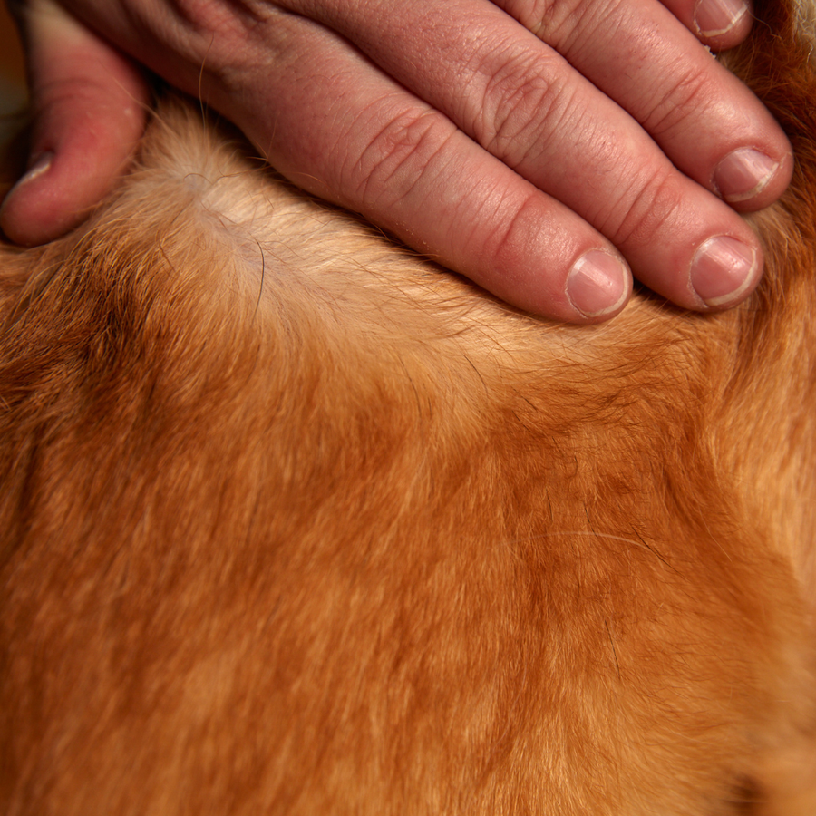 Dog Shampoo