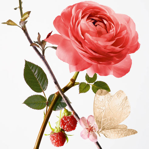 Rose Pompon Eau De Toilette