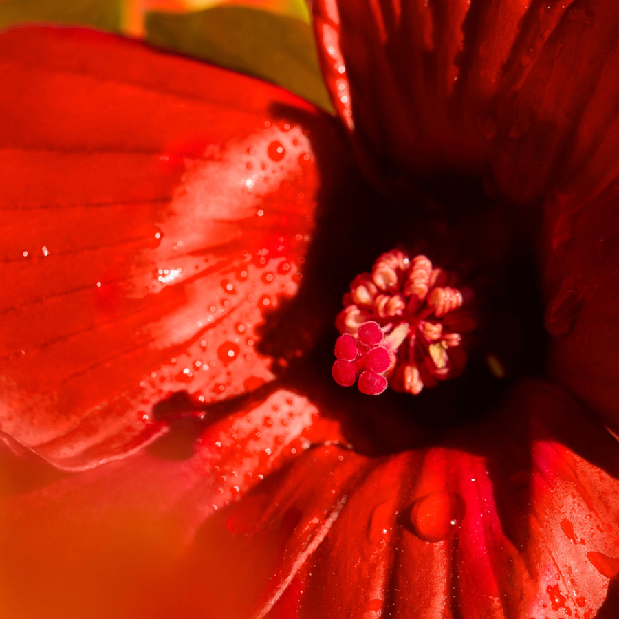 Hibiscus Mahajád Body Oil