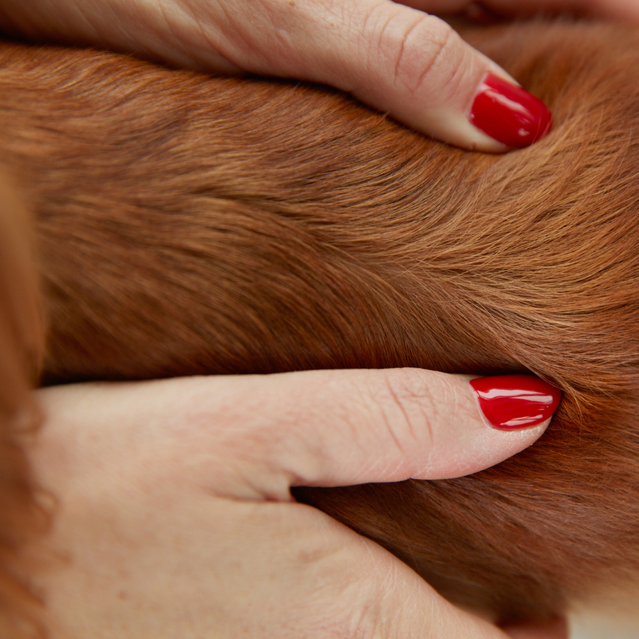 Dog Shampoo