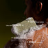 eucalyptus mandelic acid exfoliating bar