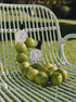 [Diptyque Pavilion Damansara Heights] Summer Fruit Garden Repotting Workshop