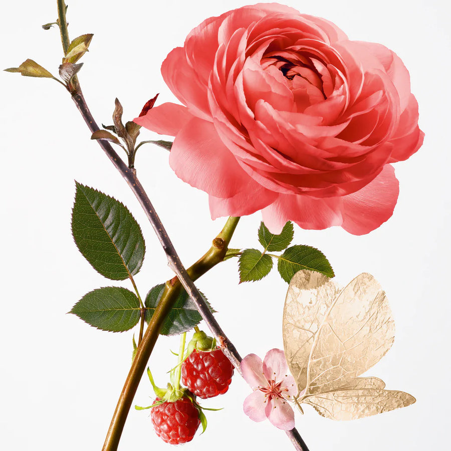 Rose Pompon Eau De Parfum